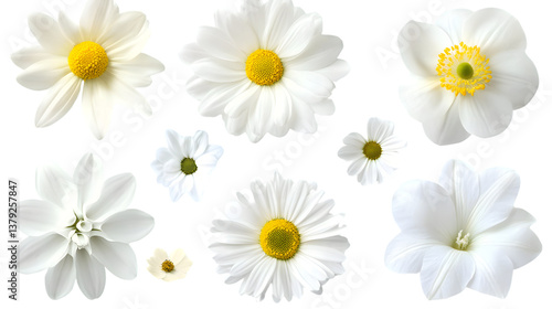 White Floral Variety: Elegant Collection of Daisy and Chrysanthemum Flowers on Display
