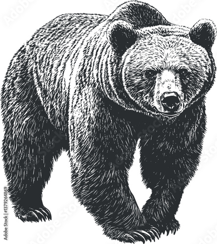Detailed monochrome illustration of a grizzly bear, showcasing its powerful and majestic presence.