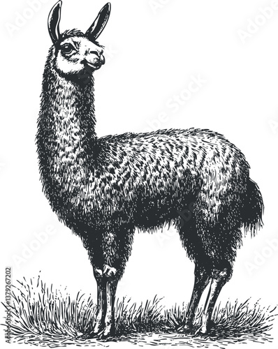 Detailed black and white sketch of a llama standing in a grassy field.