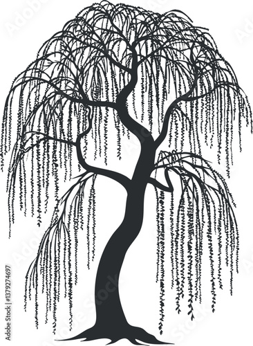 Silhouette of a weeping willow tree with drooping branches in a detailed botanical illustration.