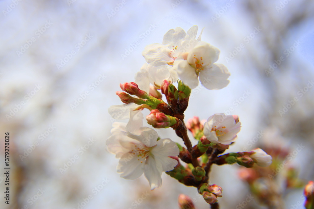 満開の桜の花 満開の桜の花