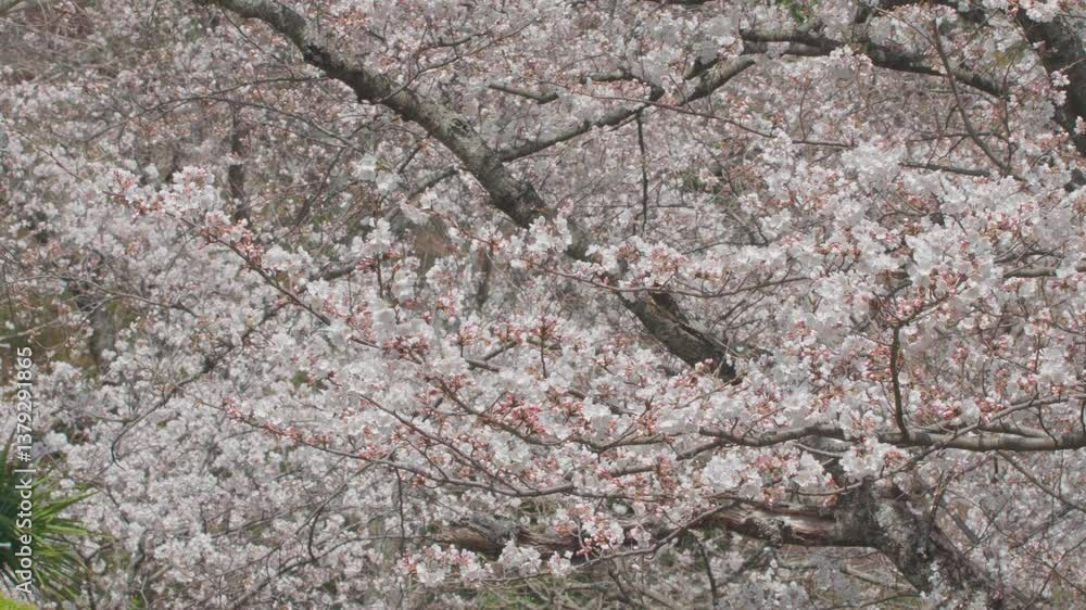 満開の桜 満開の桜