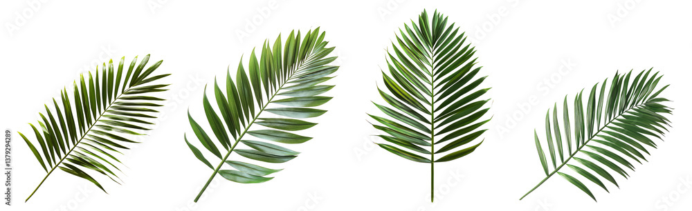 Fototapeta premium Tropical Green Leaves Collection on a Transparent Background, Isolated on Transparent Background