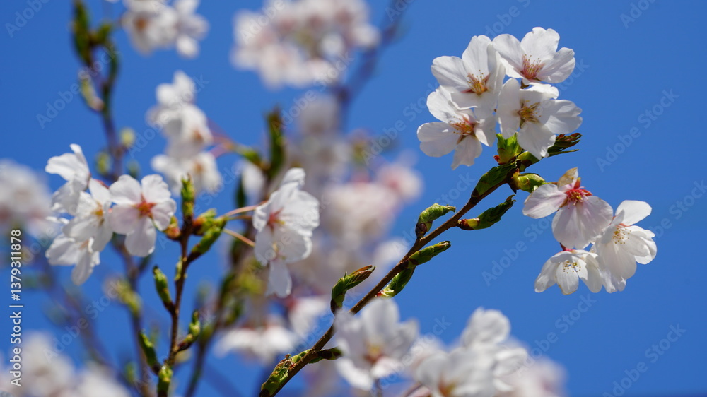 Fototapeta premium 활짝 핀 벚꽃