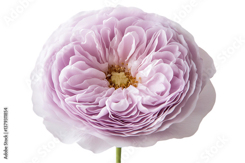 Lavender Ranunculus Bloom:  Soft Petal Texture, Isolated White Background