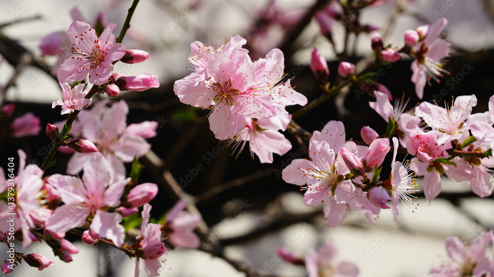 Obraz premium 활짝 핀 복사꽃