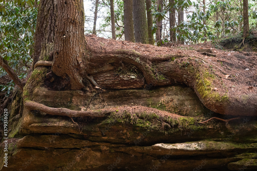 Tree roots growing over rocky cliff in Kentucky's Red River Gorge Tree roots growing over rocky cliff in Kentucky's Red River Gorge