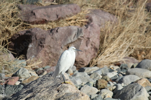Image of a white-faced egret sitting on a rock in the Daecheongcheon River Promenade