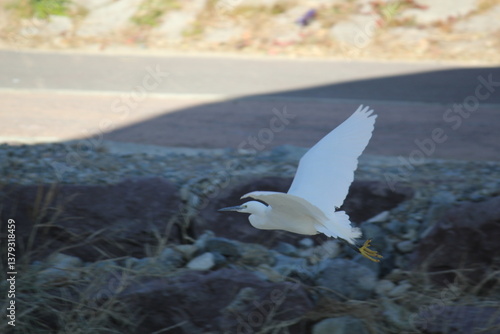Image of a white heron taking flight in the Daecheongcheon River Promenade