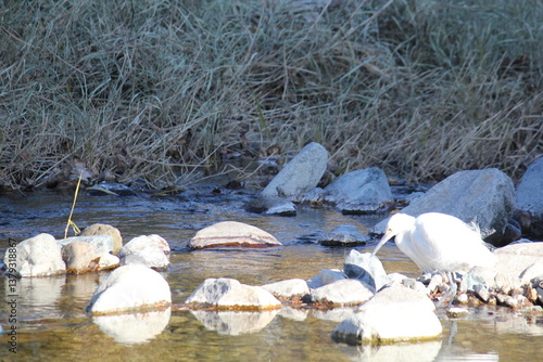 Image of a little egret searching for food in the Daecheongcheon stream