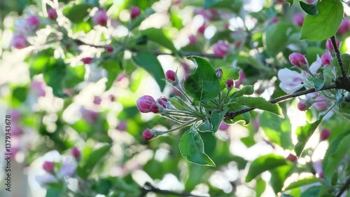 Wallpaper Mural First Spring Blossoms on Apple Tree in Full Bloom. Apple Tree Flowers Blooming in Spring Garden. Beautiful Apple Tree Blossoms in Full Bloom During Spring Season Torontodigital.ca