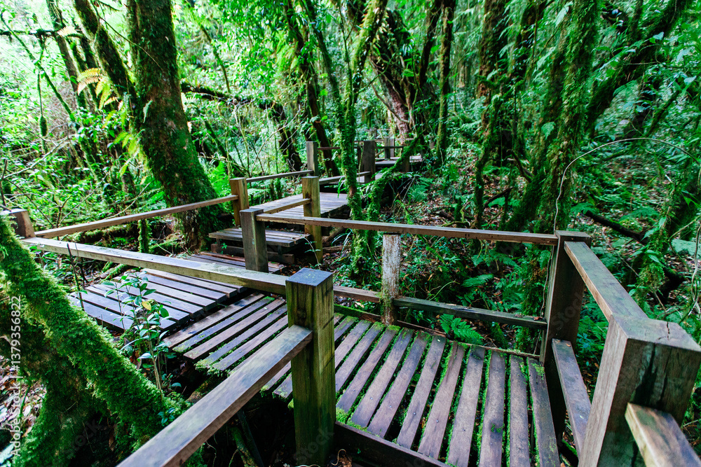 Exploring scenic wooden pathways in lush forests nature photography tranquil environment aerial view Exploring scenic wooden pathways in lush forests nature photography tranquil environment aerial view