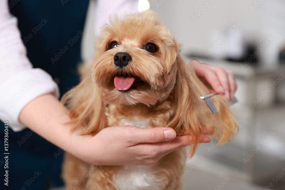 Woman brushing dog's hair with comb indoors, closeup. Pet grooming Woman brushing dog's hair with comb indoors, closeup. Pet grooming