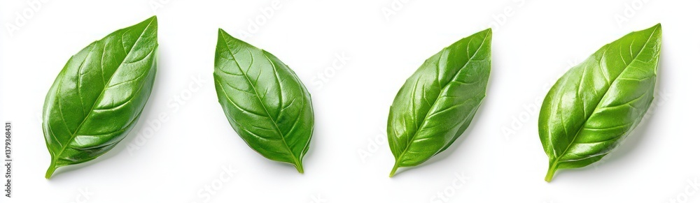 Obraz premium Fresh Basil Leaves Collection on White Background Isolated Herbs Top View Macro Photography