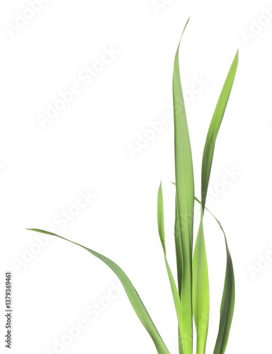 Wallpaper Mural Blades of green grass isolated on white Torontodigital.ca