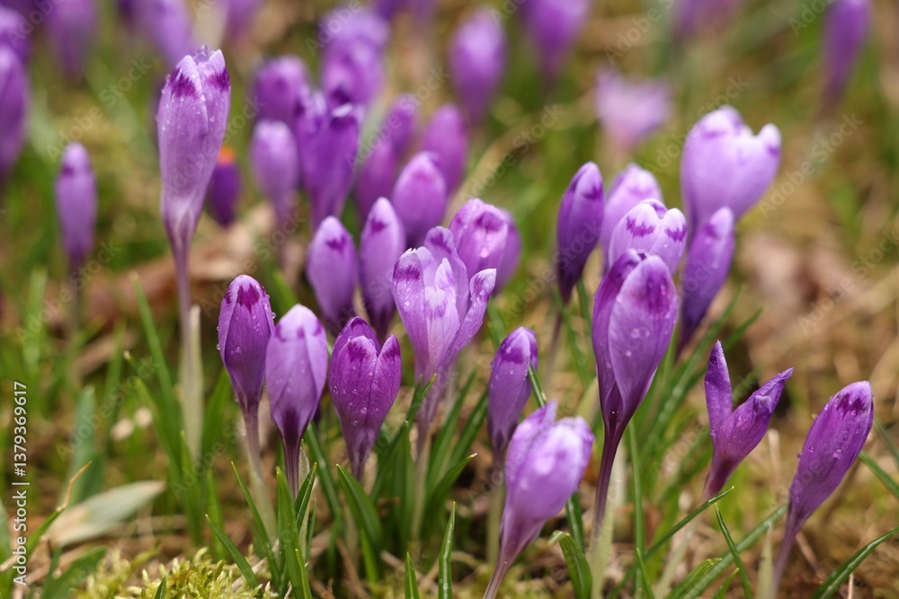 Many beautiful flowers with dew drops growing outdoors, closeup Many beautiful flowers with dew drops growing outdoors, closeup