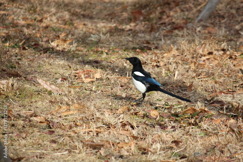 Image of a magpie searching for food on the Daecheongcheon Trail