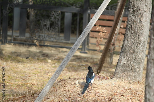 Image of a magpie searching for food on the Daecheongcheon Stream trail