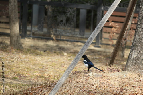 Image of a magpie searching for food on the Daecheongcheon Stream trail
