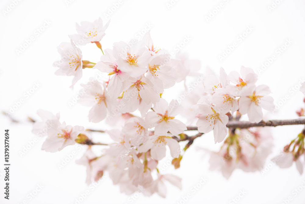 Obraz premium 立岡自然公園の満開の桜