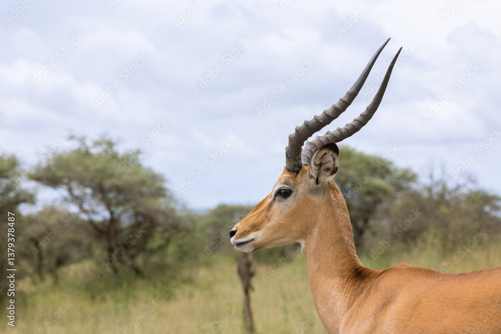 Close-up portrait of male Impala antelope in Tanzania wilderness. Close-up portrait of male Impala antelope in Tanzania wilderness.