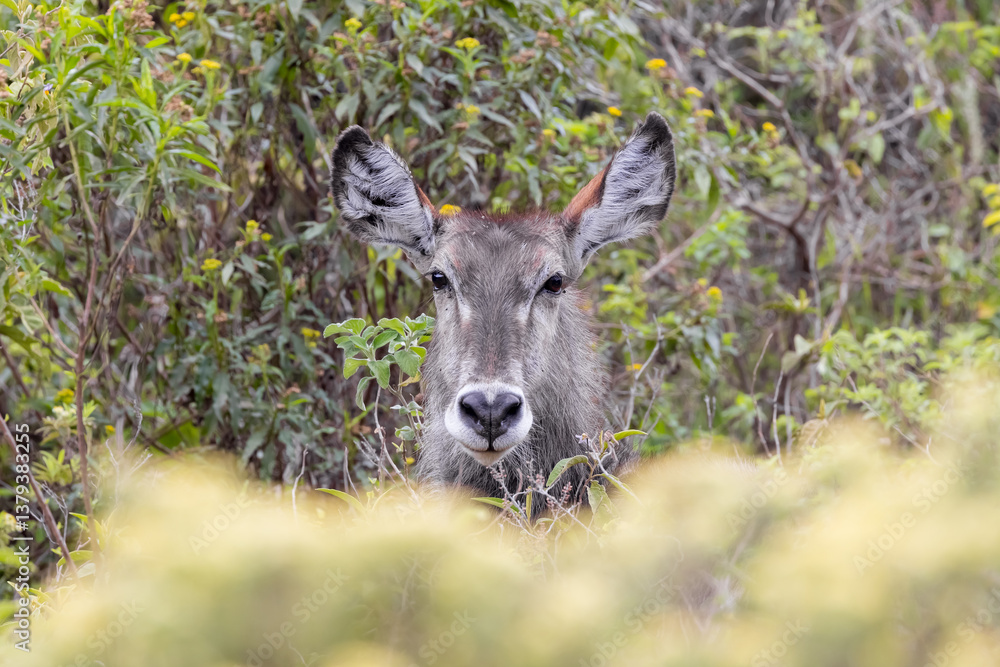Close up view of Water buck antelope in Arusha National park, Tanzania. Close up view of Water buck antelope in Arusha National park, Tanzania.