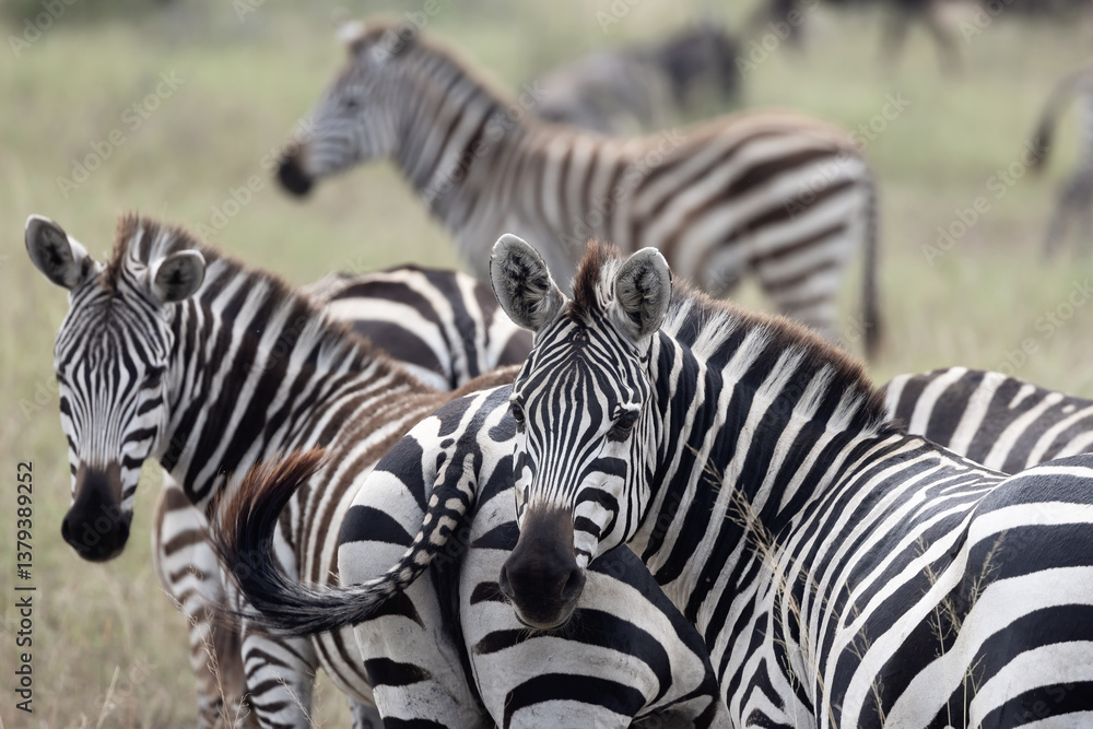 Close up view of Herd of Zebras at Serengeti National park
