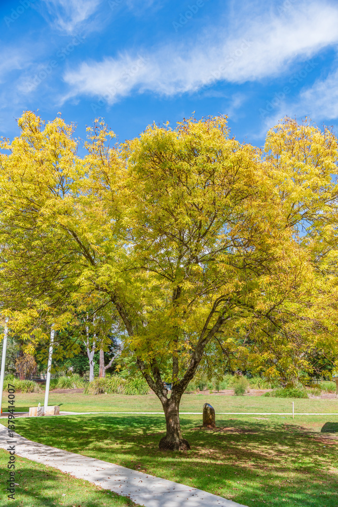 Naklejka premium Early Autumn at Lake Canobolas