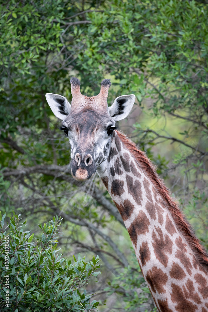 Tall Giraffe in Arusha National park, Tanzania Tall Giraffe in Arusha National park, Tanzania
