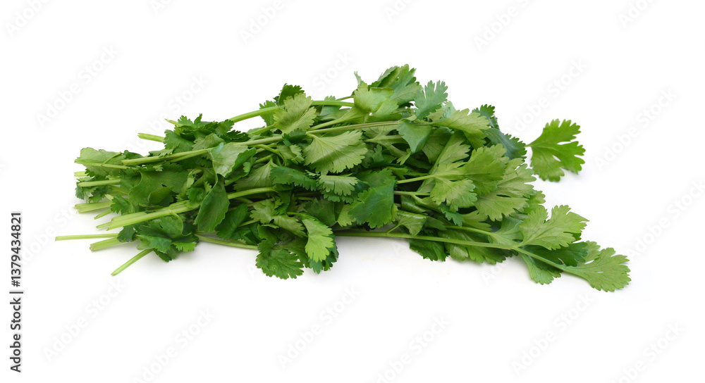 Coriander cilantro leaves isolated on white Coriander cilantro leaves isolated on white