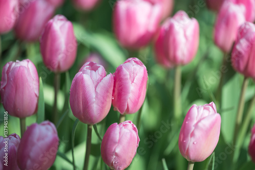 Pink tulips blooming at ornamental garden in spring time, Flower background
