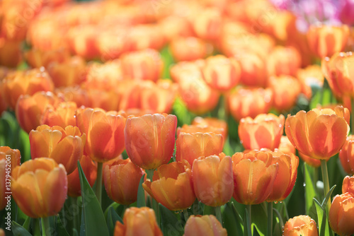 Orange tulips blooming at ornamental garden in spring time, Flower background