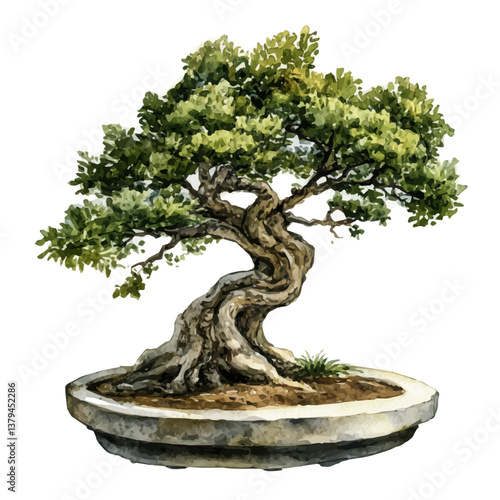 watercolor vector of Oak Bonsai, isolated on a white background. Oak Bonsai vector
