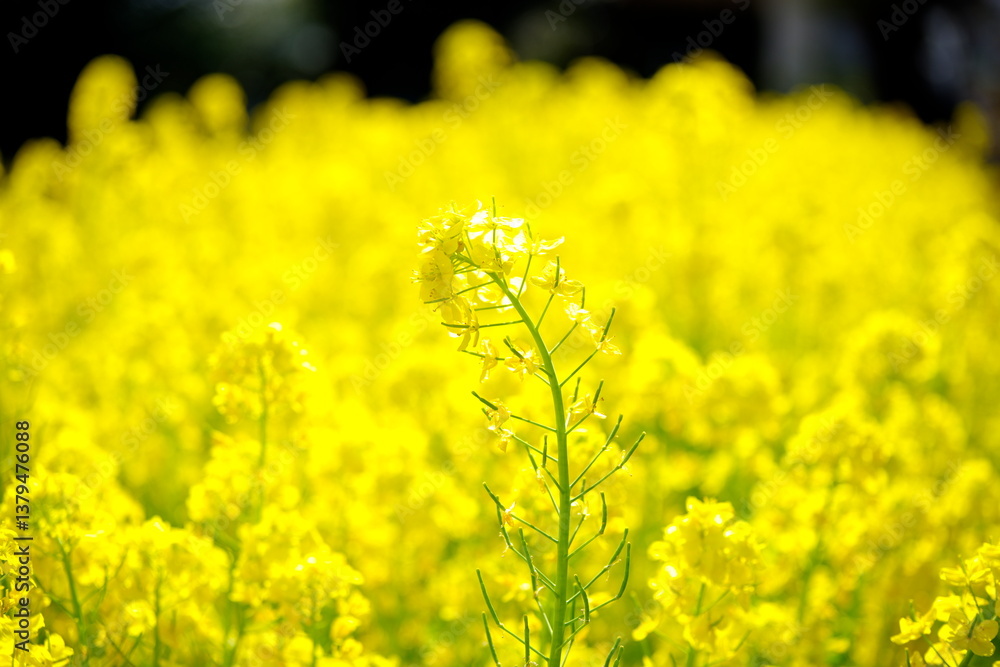 Obraz premium 菜の花