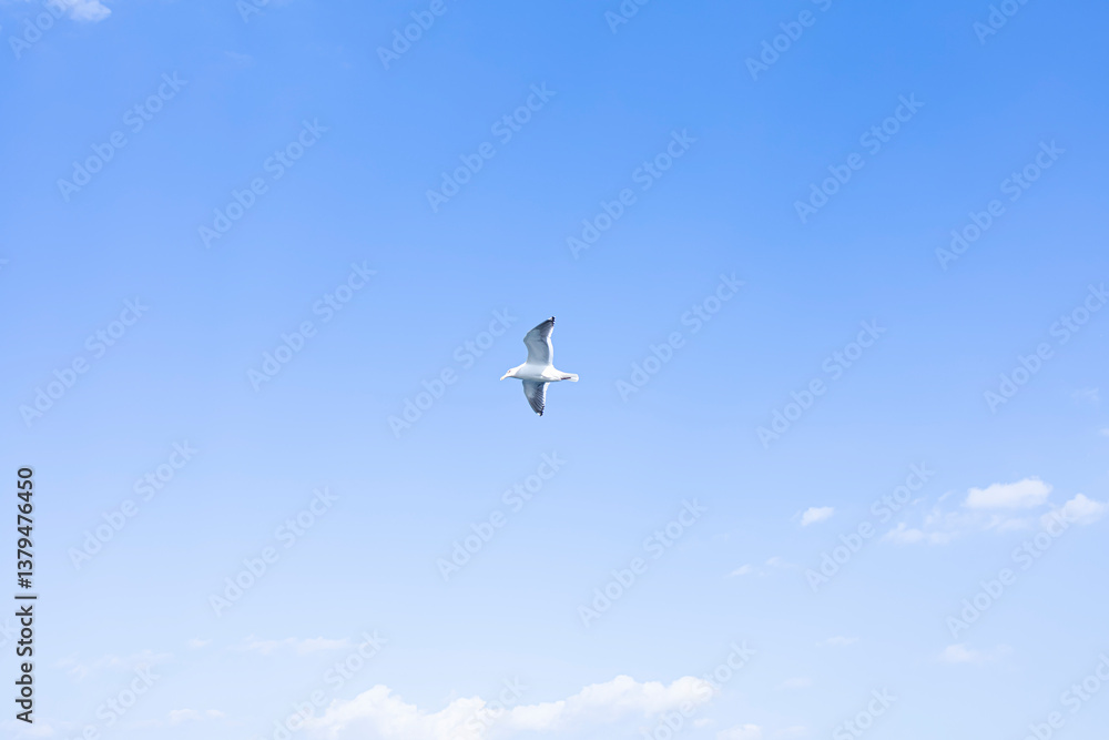 Fototapeta premium カモメが飛ぶ空の景色
