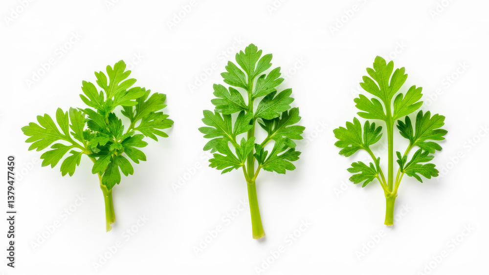 Fototapeta premium Fresh Green Parsley Leaves Isolated on White Background for Culinary or Healthy Lifestyle Use