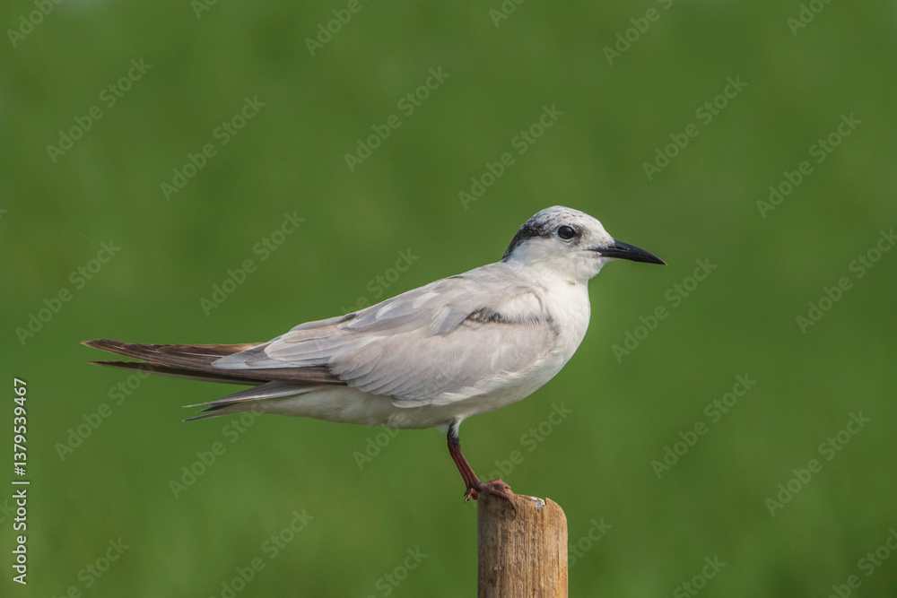 Fototapeta premium Whiskered Tern sits on a stick