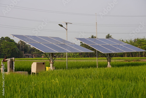 The solar panels are installed in the paddy field likely for irrigation purpose