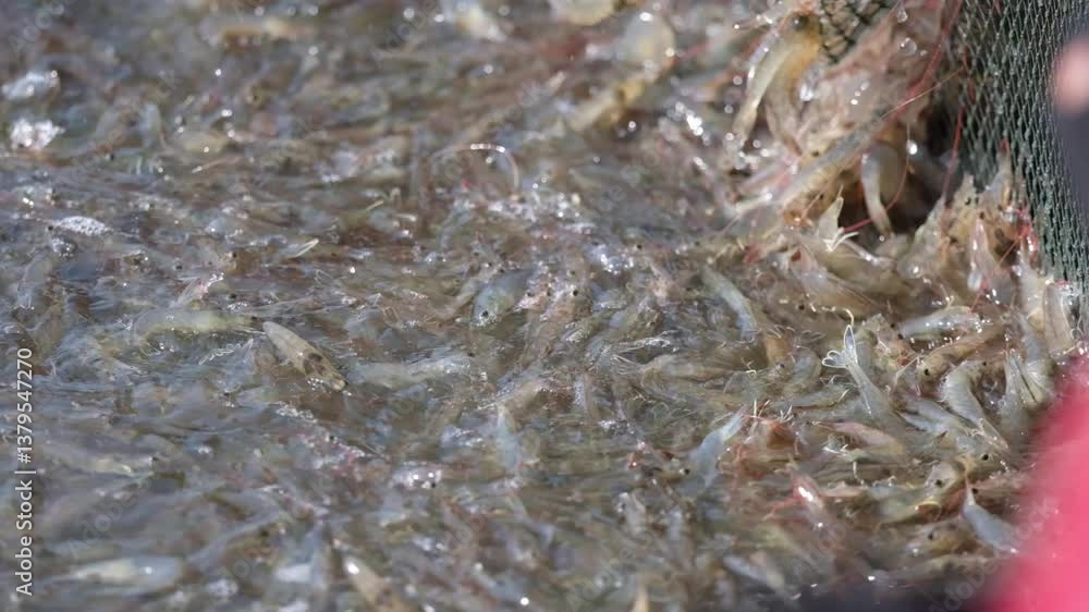 Farmers catch shrimp in the pond when they reach the size that the market demands. Farmers catch shrimp in the pond when they reach the size that the market demands.