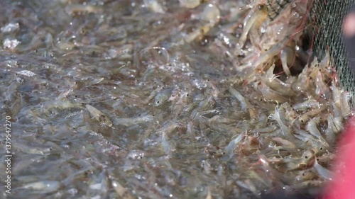 Farmers catch shrimp in the pond when they reach the size that the market demands.