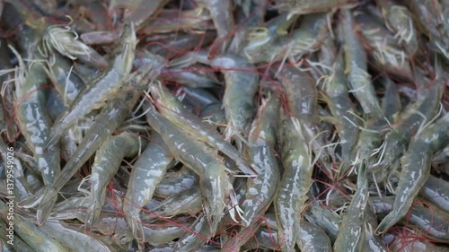 Farmers catch shrimp in the pond when they reach the size that the market demands.