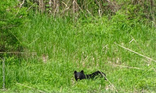 耕作放棄地に現れたツキノワグマ