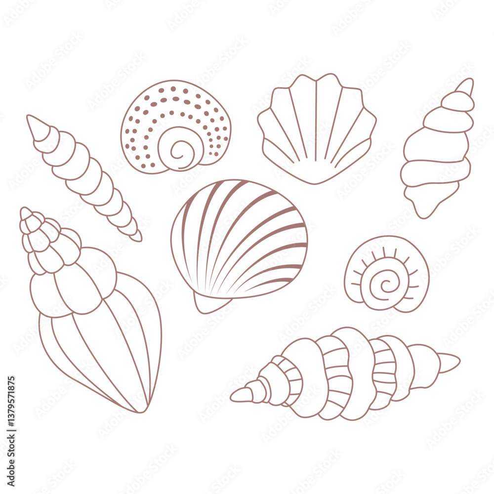 Fototapeta premium A set of shells. Shells of different shapes.