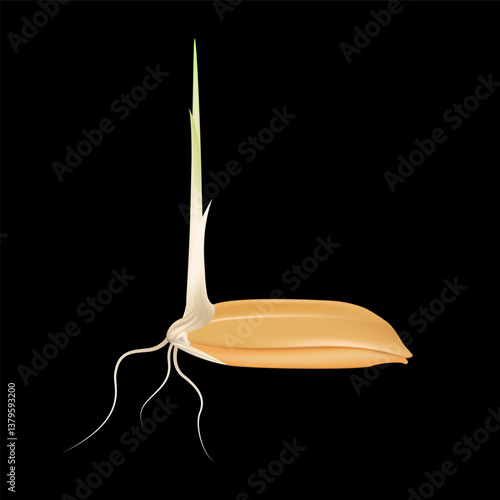 Rice seeds with stems green and roots isolated on black background. Wheat growth. Realistic 3D vector EPS10 illustration.
