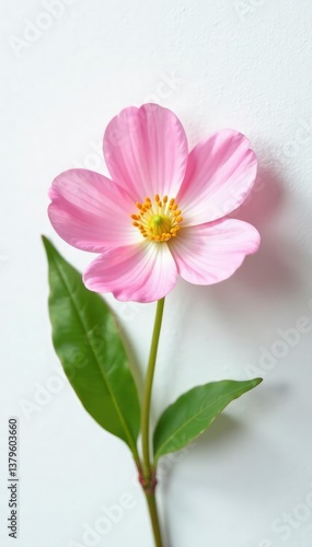 Delicate flower blooms on a clean white surface, delicate, white background, nature