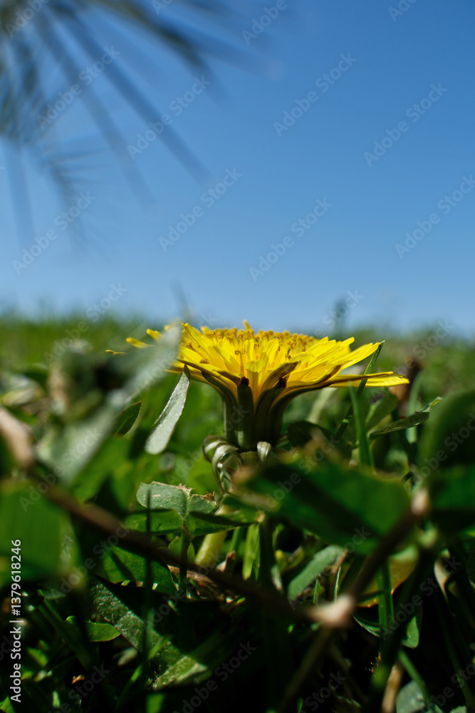Obraz premium Yellow dandelion on a background of green grass and blue sky
