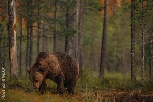 A brown bear wandering in the woods.