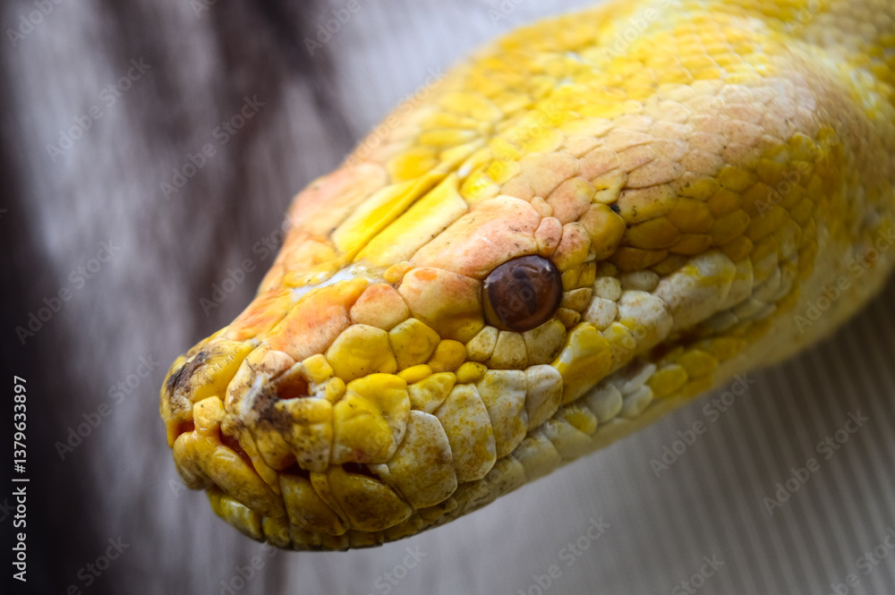 Obraz premium Revealing the face of yellow python. Noise and grainy images. Yellow Python. Python Molurus.
