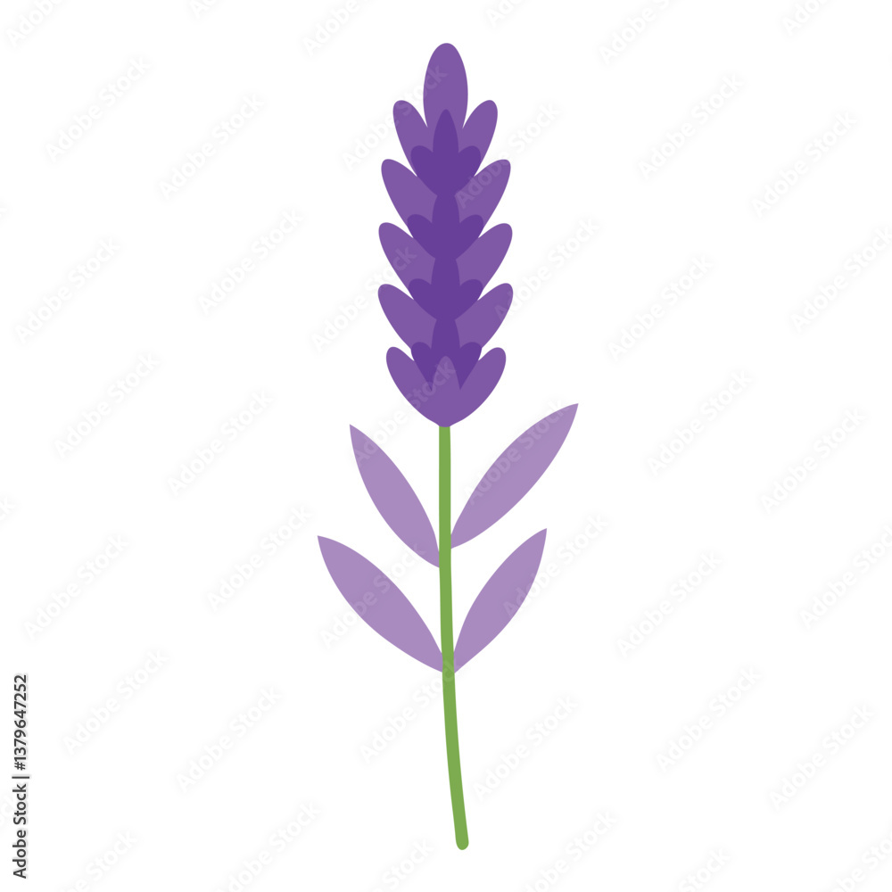 Obraz premium Isolated purple blossom with delicate petals against a clean white backdrop