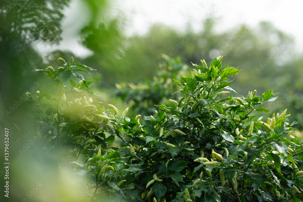 Fototapeta premium Lush green plant growth serene outdoor garden nature bright daylight close-up perspective foliage